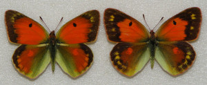 Бабочки желтушки Таджикистана - Colias romanovi