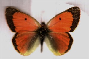 Бабочки желтушки Таджикистана - Colias thisoa aeolides