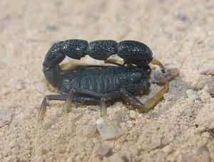 black_scorpion