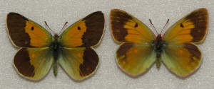Бабочки желтушки Таджикистана - желтушка Вискотта (Colias wiskotti Stgr.)